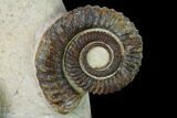 Two Devonian Ammonites (Anetoceras) Fossils - Tazarine, Morocco #146920-2